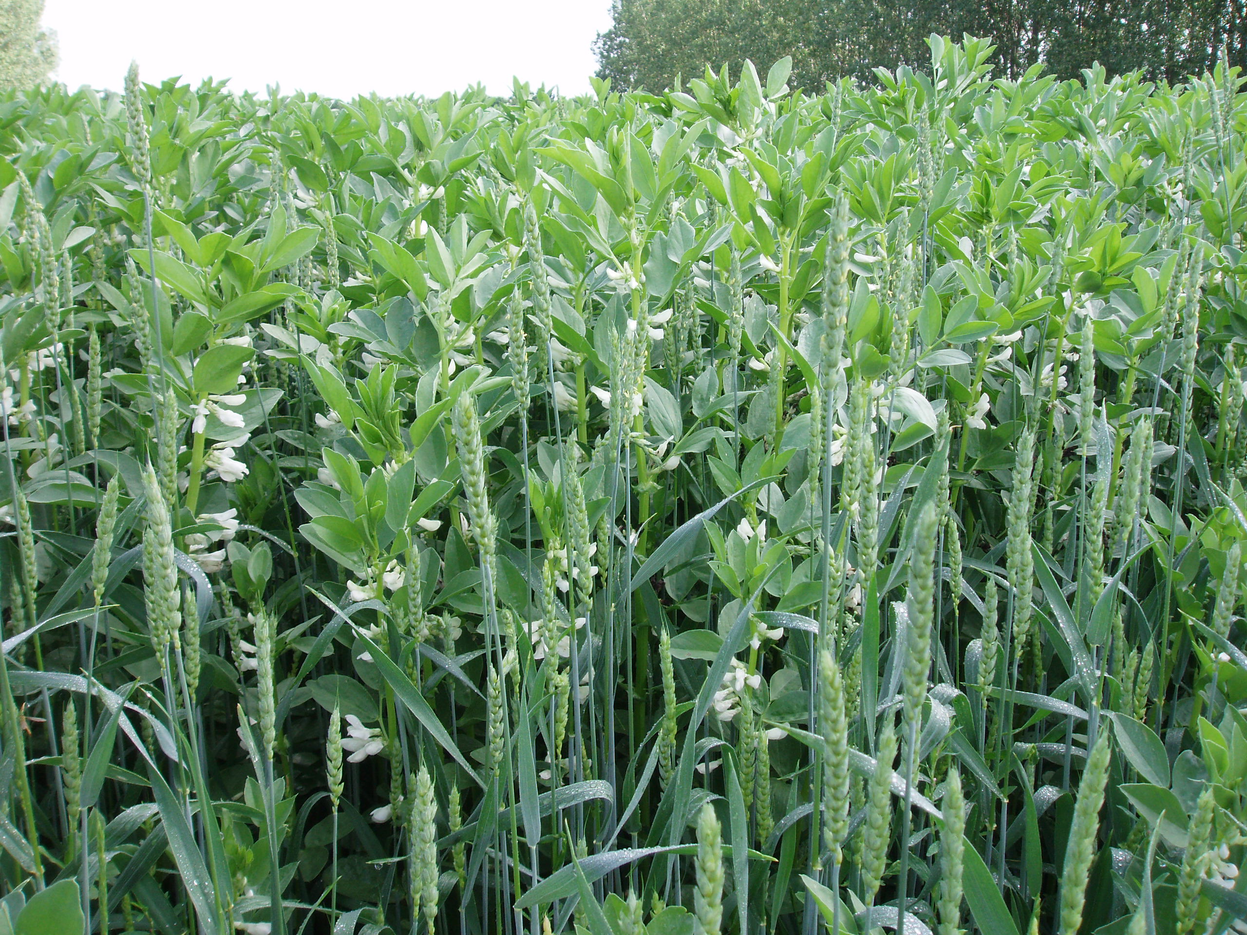 not tesis Luna Menares